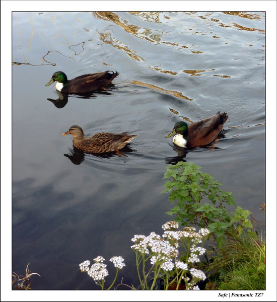 2010 - 10 - Stamford 17